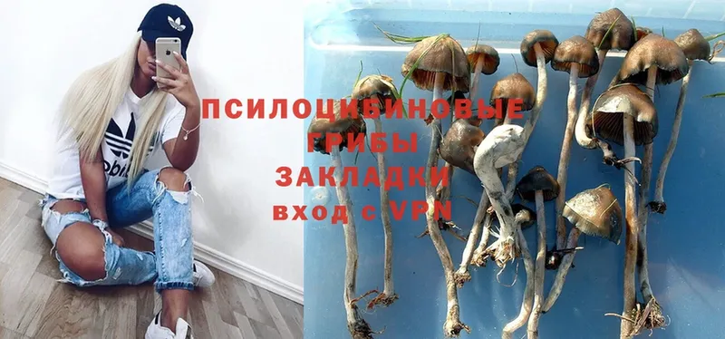 купить  цена  Егорьевск  Галлюциногенные грибы Psilocybine cubensis 